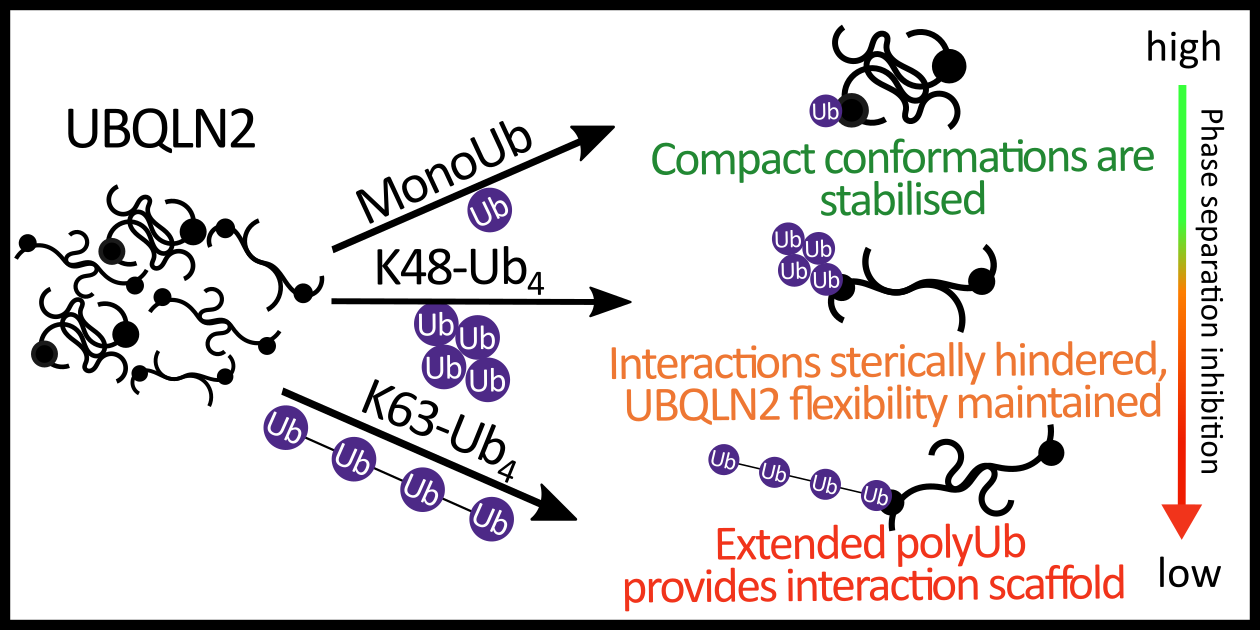 Conformational landscapes resolved by ion mobility mass spectrometry reveal mechanisms of polyubiquitin-controlled phase separation